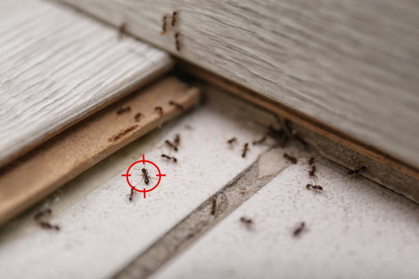 Best Termite Control Services  in Mount Vernon, IL