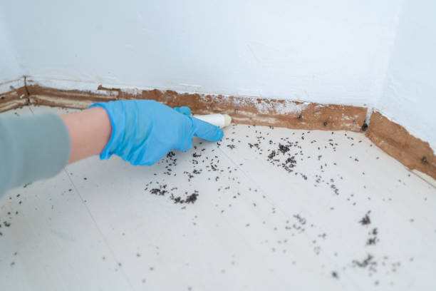 Best Bed Bug Extermination  in Mount Vernon, IL